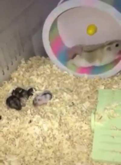 Hamster decides this child in particular has to suffer