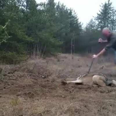 Good guy saving a trapped wolf