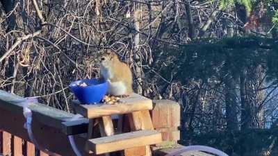 Squirrel gets drunk on fermented pears
