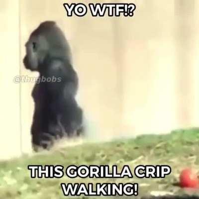 Golira friend say hi. Hi