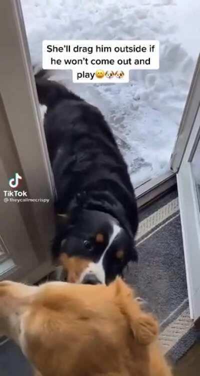 my extrovert friend forcing me to be social like: