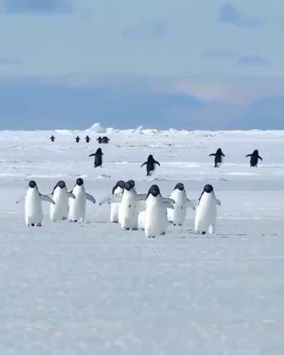 🔥 March of the Penguins