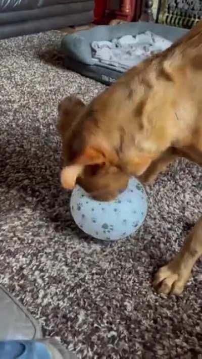 A dog and his balloon
