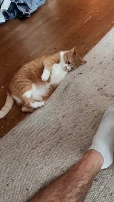 A video of my special chonker being special