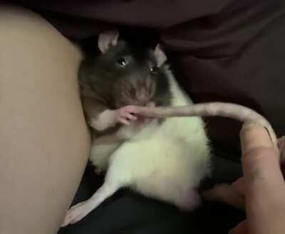 tug of war with ratty tail & lil grabbies