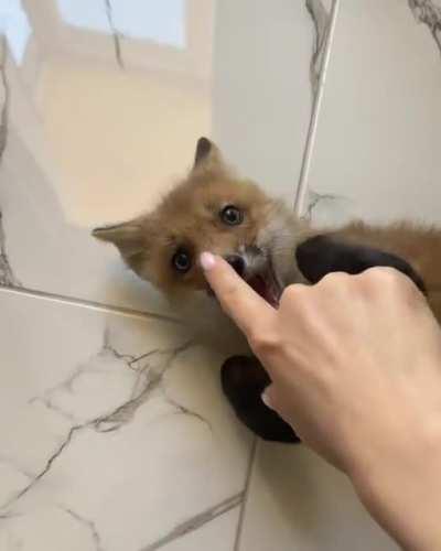 Scratch me, scratch ...