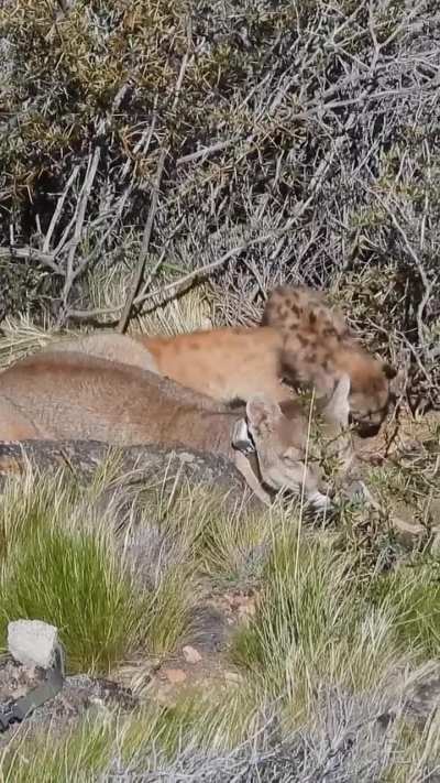 Parque Patagonia tiene tres nuevos felinos