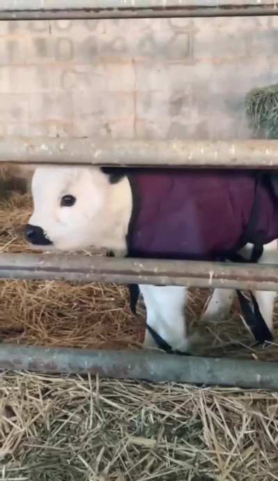 Look at this baby cow