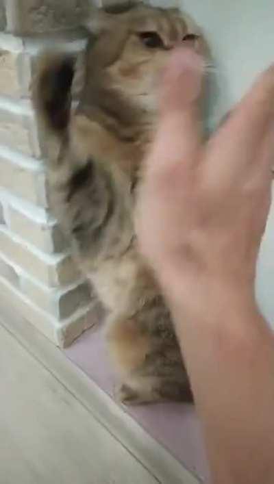 Kung Fu cat
