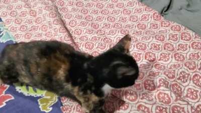 Eleven yells when picked up. Zizi sympathy yells for her. They stop when reunited.