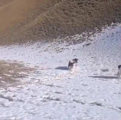 Cow sliding down the hill..