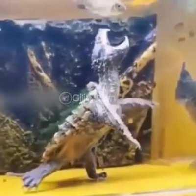 Turtle are friends, not food and certainly not hunters.