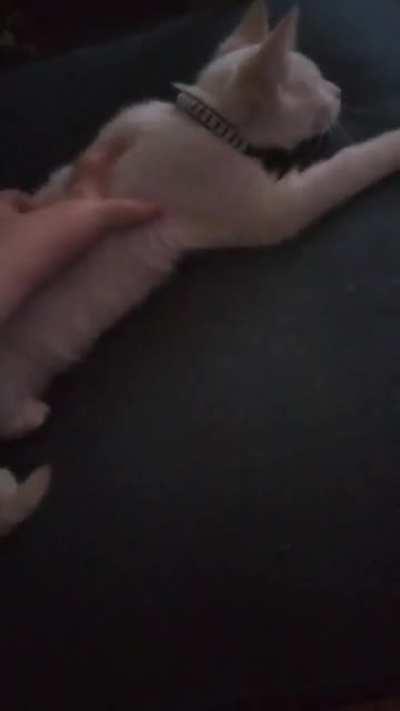 Just a fluff ball, but a criminal