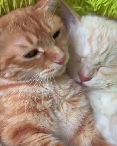 Kitten with Mama 🐈🐾