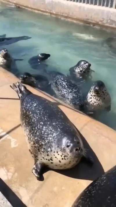 what is blud yapping about 🗣️