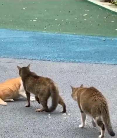 When the bully gets bullied..