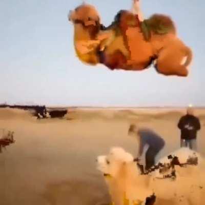 PEELY WTF 😭😭😭