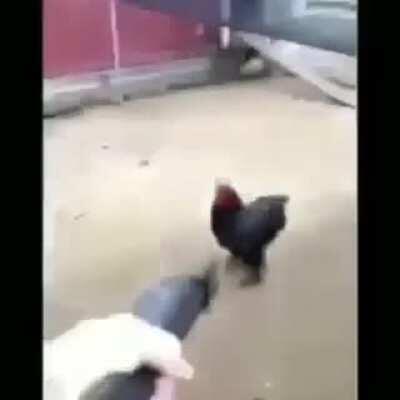 Chicken go brrrr
