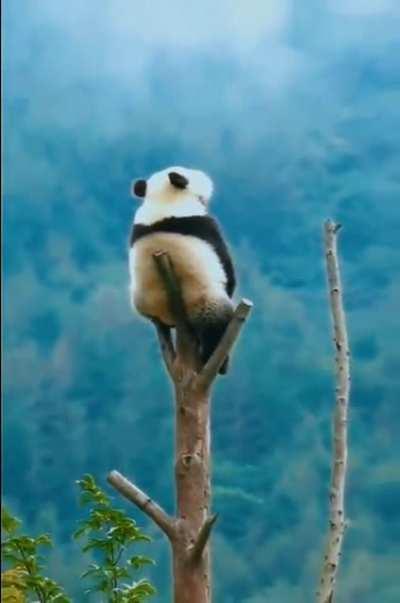 🔥 These 9s of Panda sitting on top of a trimmed tree, contemplating on life, is all of us