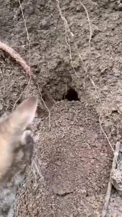 Poles domesticating animals to harras more bobers