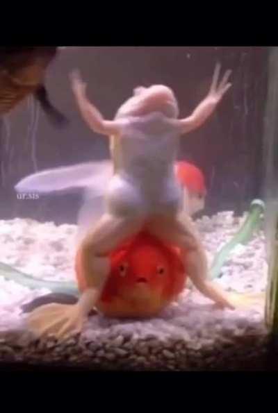 Blursed_fish