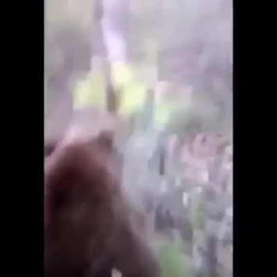 HMFT after i kick a wild bear