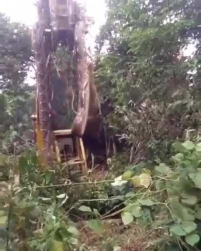 This Absolute UNIT of a Snake.