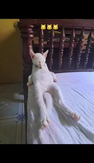 Full of farofa (cheio de farofa)