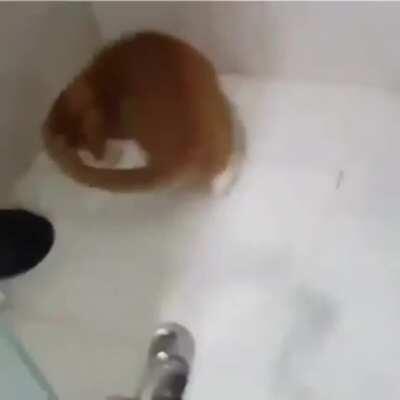 Incase you have never seen a cat chasing water in the shower.
