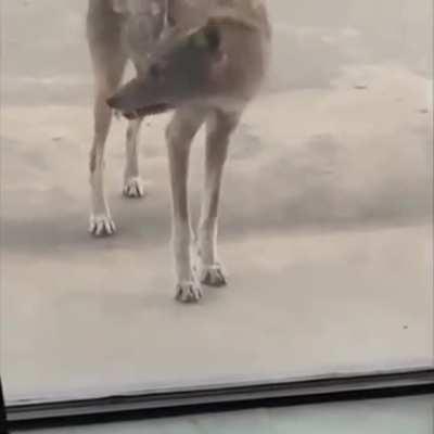 Rabid coyote just wants some hugs n’ kisses