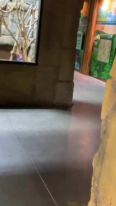 This is Charlie, one of the birds I take care of. He has some anger issues so I take him for walks before he goes to bed so he can get some energy out. He discovered his least favorite zookeeper is on the other side of the door. Here he is plotting to kil