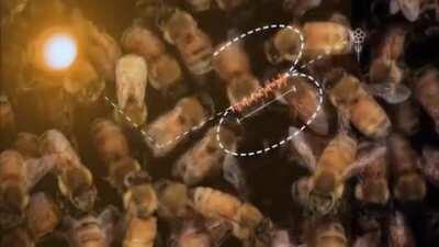 Honeybees waggle dance, repeated over and over again, to tell her fellow workers the distance and direction to the flower in relation to the sun