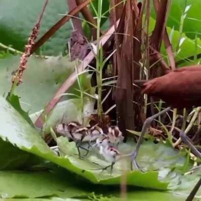 Dropping off her kids at school. 