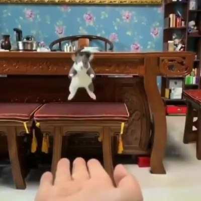 Flying Squirrel jumping into a hand...