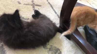 this criminal has been brought in on charges of being illegally smol, too fuzzy and eyes too blue