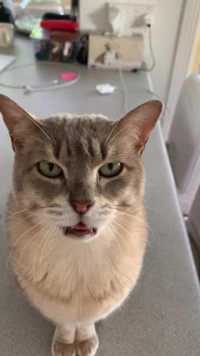 Chihiro is back with more squeaks