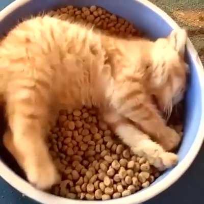 This cat has it all figured out