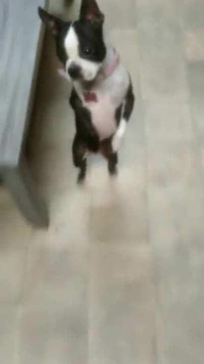 The Boston Straddler