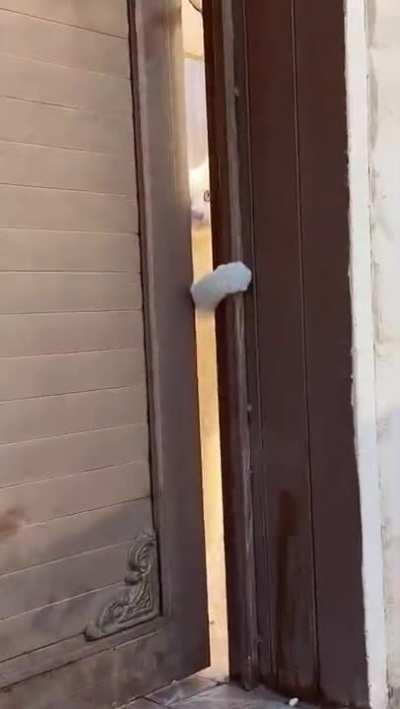 When your owner pets another cat