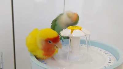 Bought a cat drinking fountain as a shower for them 😂😂😂