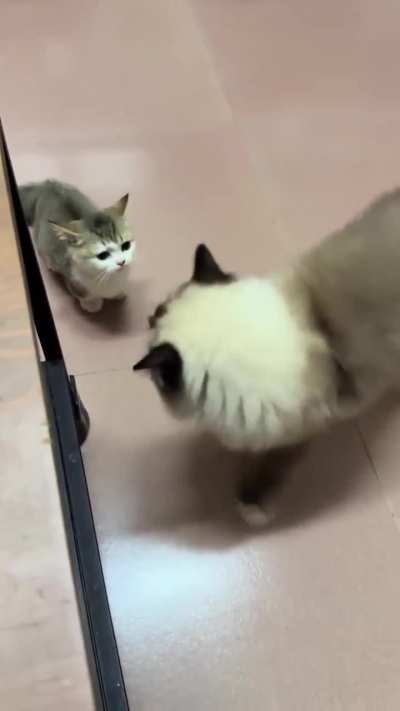 Brave little roarbug