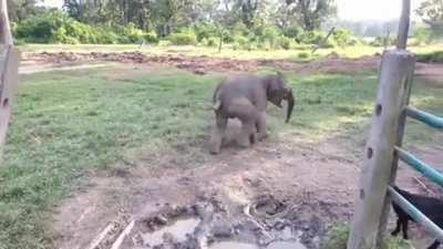 Baby elephant is scared of goat