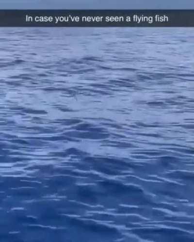 In case you never seen a flying fish