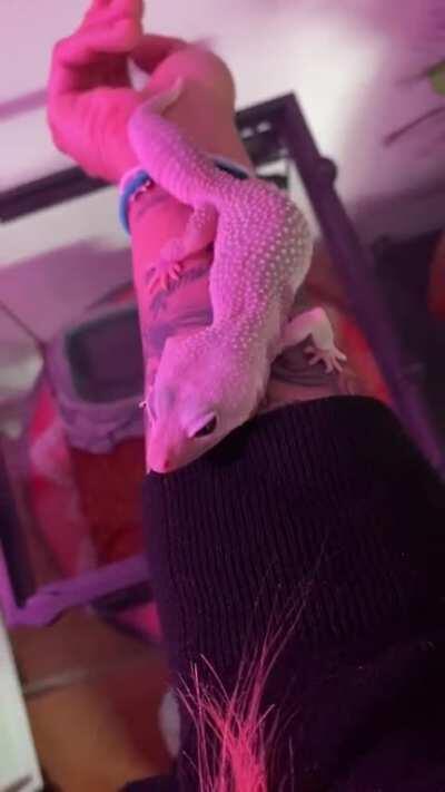 Welcome home Ciri! ❤️