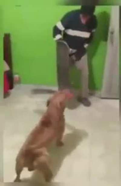 Don't fuc with this dog!!! Dog with a machete