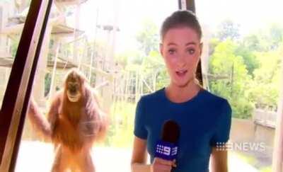 Creepy orangutan smiles