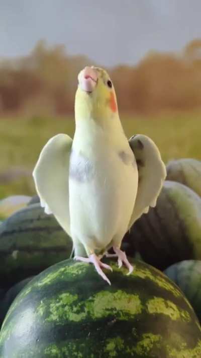 Obligatory not my bird