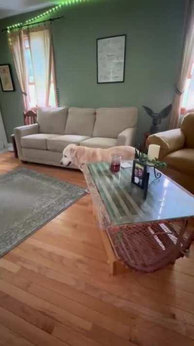 Can dogs see more than us?