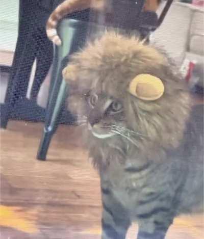 Catculating the takedown 