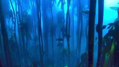 I thought this Apple TV screensaver might belong here